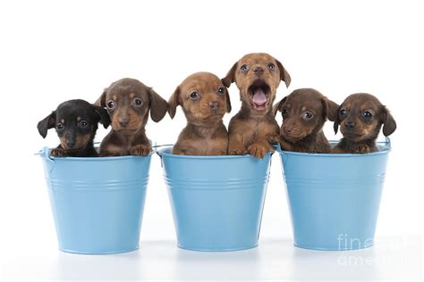 Puppies In Buckets Photograph By John Daniels Fine Art America