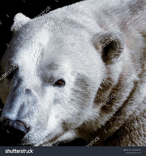 Black Isolated Polar Bear Profile Photograph Stock Photo 2260898345