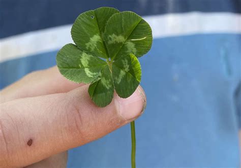 The Five Leaf Clover A Lucky Symbol Of Good Fortune Thales Learning