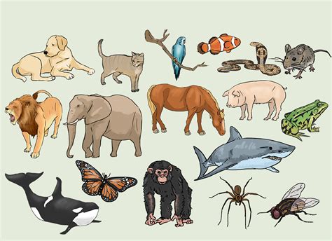 Animals Basic Vocabulary
