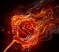 Advertising Background Fire Rose, Fire, Rose, Romantic Background Image ...