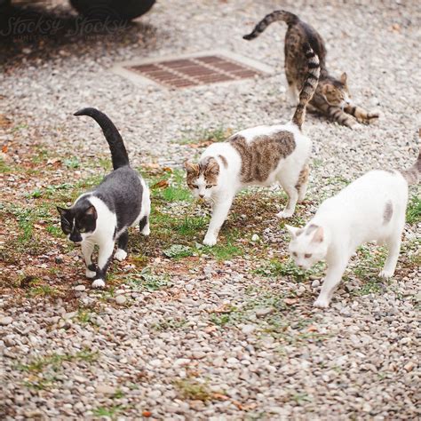 Group Of Cats Walking Together In Garden By Laura Stolfi Cat All