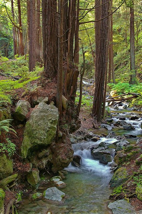 Redwood Stream Photograph By Arthurpete Ellison Fine Art America