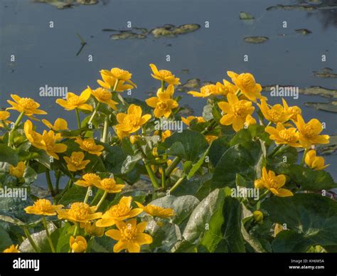 Yellow Flowers And Foliage Of Marsh Marigold Caltha Palustris In