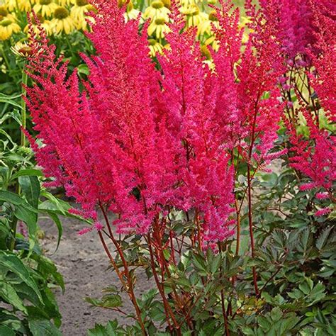 Astilbe Chinensis ‘mighty Chocolate Cherry Kiefer Nursery Trees