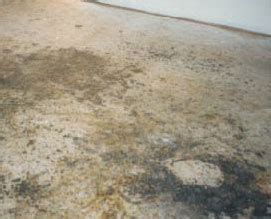 As you get closer to the mold, you should also detect a strong mildew or musty smell. Concept 20 of Pictures Of Mold On Concrete Floor ...