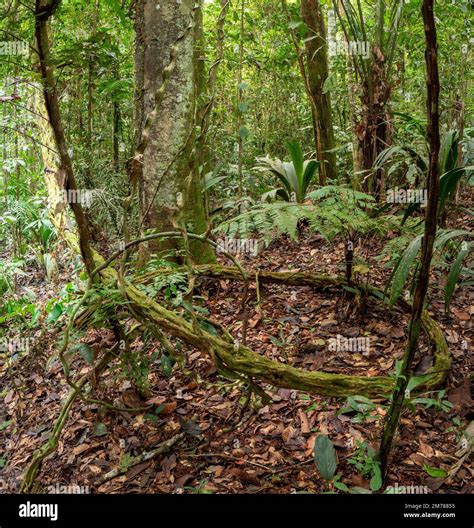 Tangle Of Amazonian Lianas In Pristine Rainforest Orellana Province