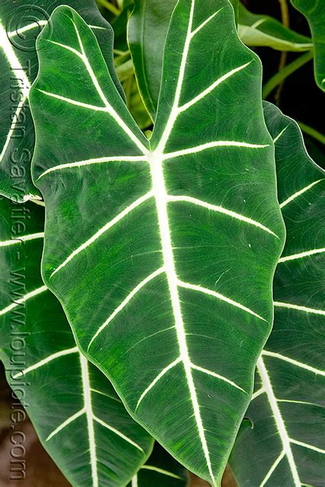 Large Leaf Tropical Plant