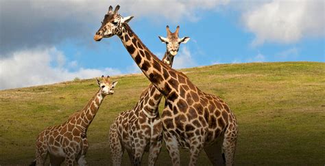 Giraffe San Diego Zoo Wildlife Alliance