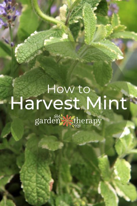 How To Harvest Mint And What To Do With It Garden Therapy