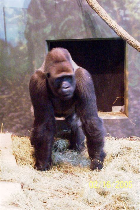 Gorilla At Lincoln Park Zoo Pics4learning