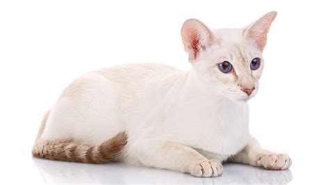 The List Of Longest Living Cat Breeds Pets Nurturing