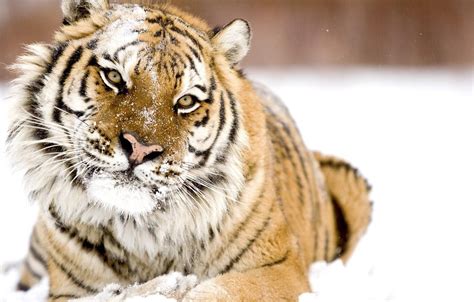 Wallpaper Winter Look Snow Tiger Images For Desktop Section кошки