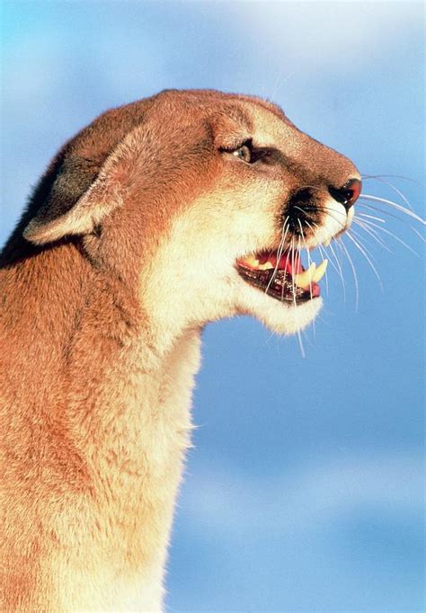 Side View Of The Head Of A Mountain Lion Photograph By William Ervin