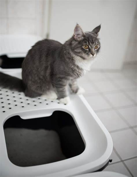 11 Best Top Entry Litter Boxes Reviews And Our Expert Picks