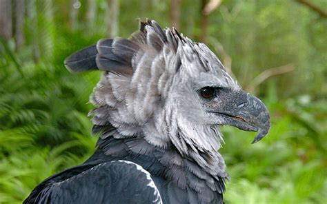 Amazon Rainforest Harpy Eagle Flying All Are Here