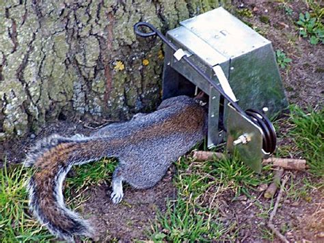 Squirrel Trapping Squirrel Traps Rat Trap Skunk Traps Opossum Trap