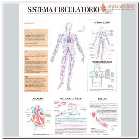 Anatomia Humana Sistema Circulatório Completo 89x117cm Geomapas