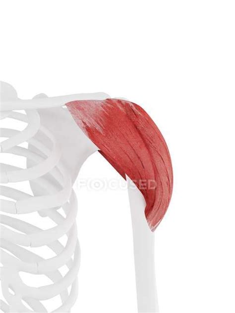 Human Skeleton With Detailed Red Deltoid Muscle Digital Illustration
