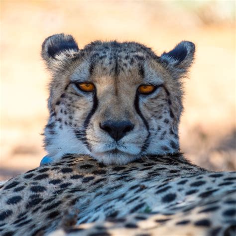 Namibia Resting Cheetah After A Chase