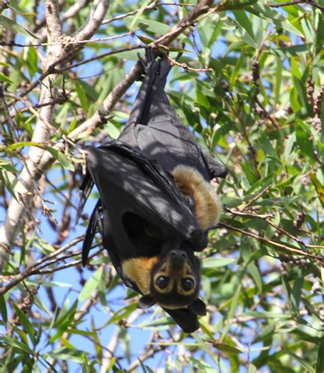 Spectacled Flying Fox Mammals Of Jcu Townsville · Biodiversity4all