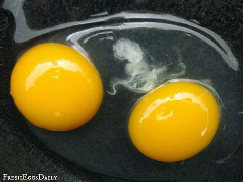 What Causes A Double Yolk Chicken Egg Fresh Eggs Daily®