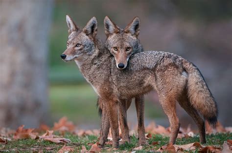 The Meaning And Symbolism Of The Word Coyote