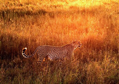 Cheetah In The Grass At Sunrise Photograph By Mike Hill Fine Art America
