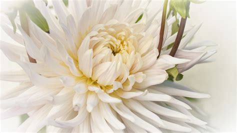White Dahlia Closeup Photo Hd Flowers Wallpapers Hd