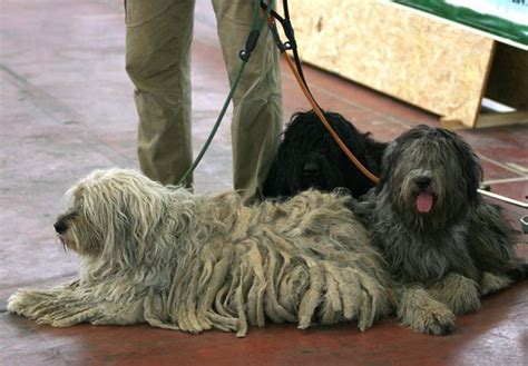 Five Best Dog Breeds From Italy Pethelpful