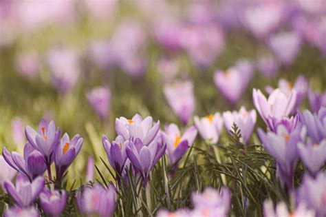 Purple Crocus Flowers In Bloom Hd Wallpaper Peakpx