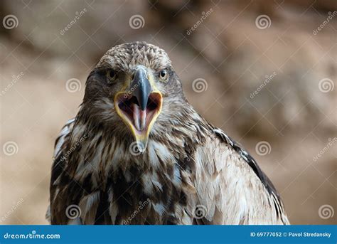 Portrait Of A Golden Eagle Beak Is Open Stock Photo Image Of Nature