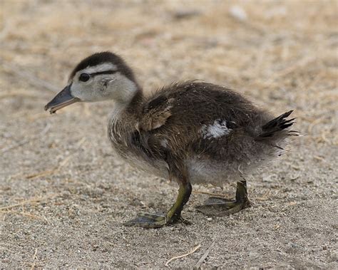 Wood Duck Duckling Photo Dennis Ancinec Photos At