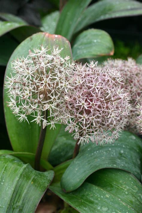 Allium Karataviense Avon Bulbs