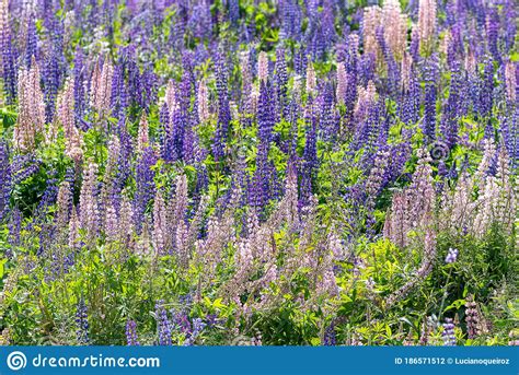 Lupinus Lupin Lupine Field With Pink Purple And Blue Flowers Bunch