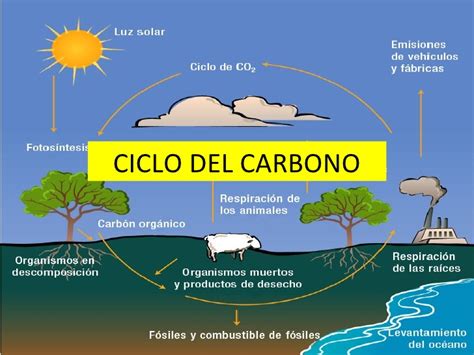 Diagrama Ciclo Do Carbono