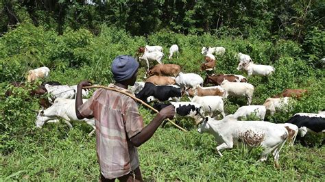Why Farmer Herder Conflict Festers And Its Impact On Nigeria