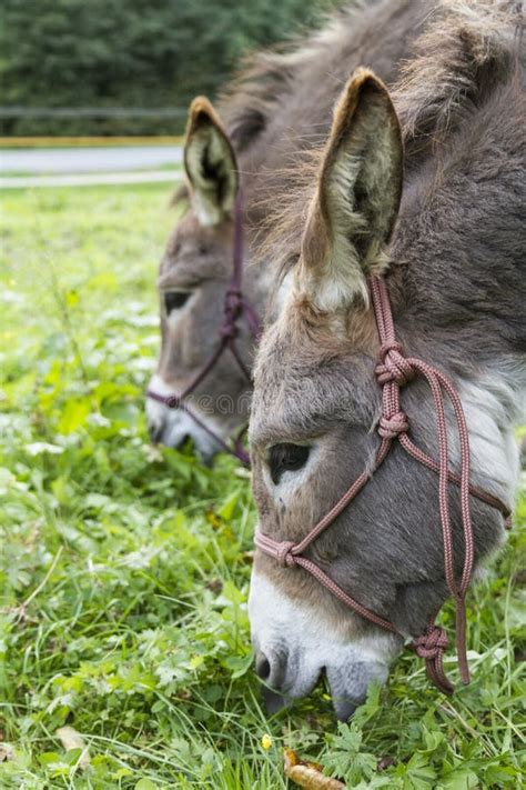 Two Donkeys Eating Grass Outdoor Picture Stock Photo Image Of Mammal