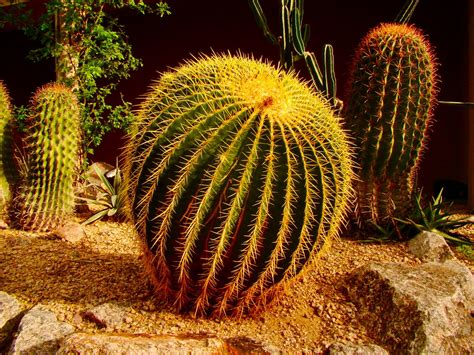 Scottsdale Daily Photo Photo Barrel Cactus