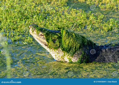 American Alligator Alligator Mississippiensis Ready To Ambush Prey