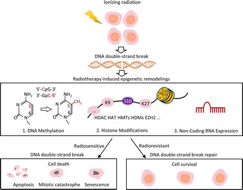 Frontiers A Perspective Of Epigenetic Regulation In Radiotherapy
