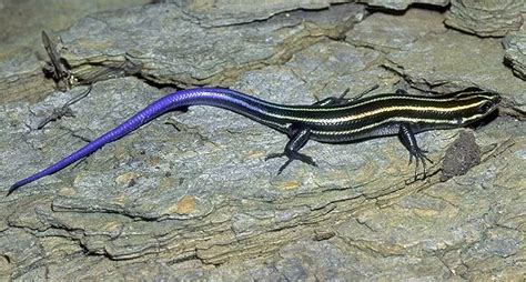 One Of Our Most Common Lizards Is The Five Lined Skink Here Shown As A