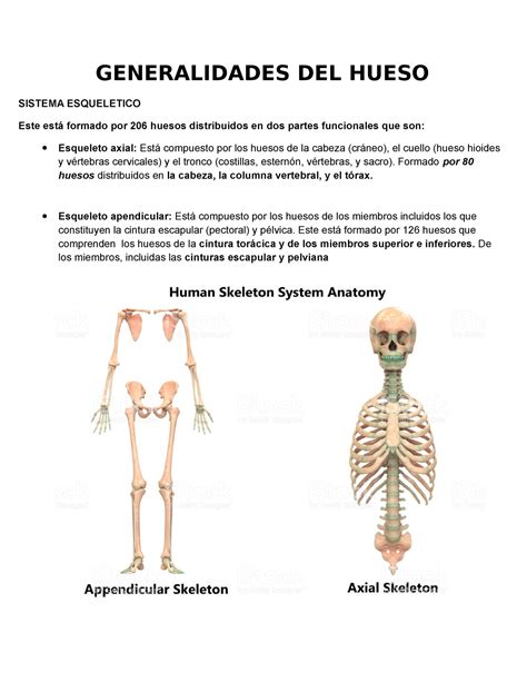 Trabajo De Anatomia Generalidades De Huesos Huesos Del Esqueleto