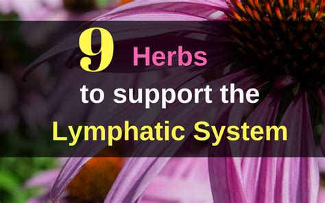 9 Herbs To Support The Lymphatic System • Find A Holistic Health