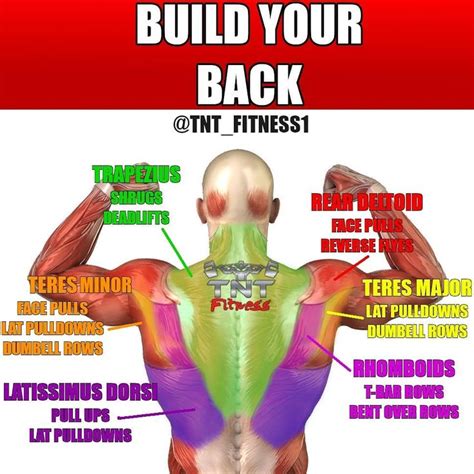 Build Your Back And Show Definitive Size And Shape Back Exercises