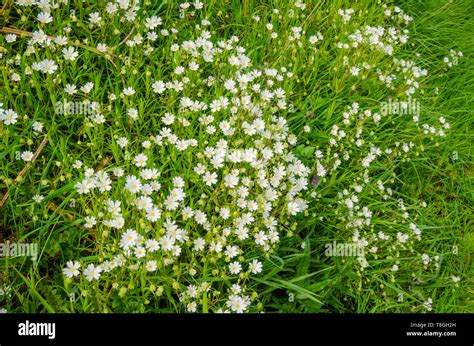 Small Wild Flowers With White Petals And Yellow Stamen On Green Stems