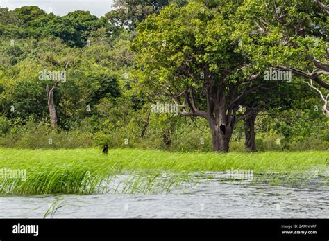Amazonian Landscape at "RDS", Rio Negro Sustainable Development Reserve
