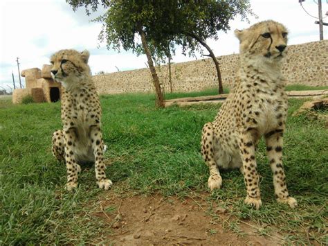 Cheetah Cubs For Sale Wildlife South Africa Classifieds