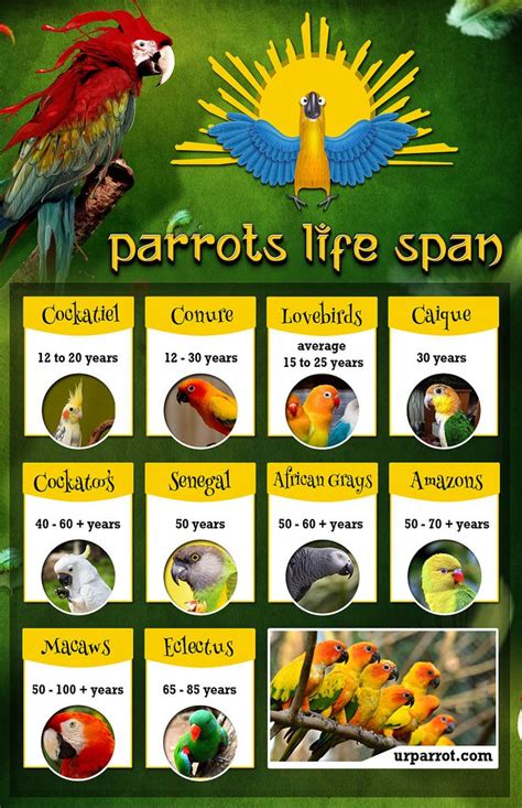 Parrots Life Spanv2 African Grey Infographic Design Parrot