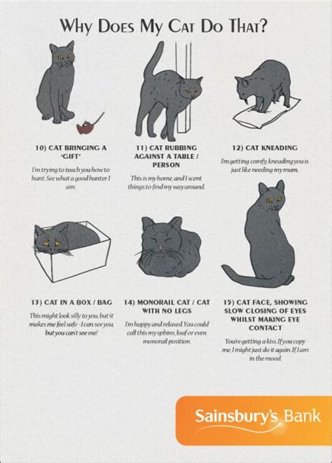 Cat Behavior American Infographic Cat Behavior Cat Facts Cat Language